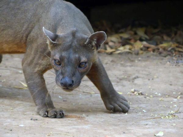 Madagascar 2 week wildlife vacation