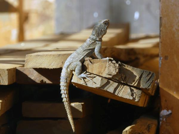 Madagascar 2 week wildlife vacation