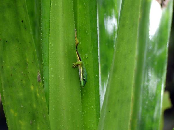 Madagascar 2 week wildlife vacation