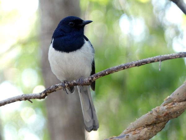 Madagascar 2 week wildlife vacation