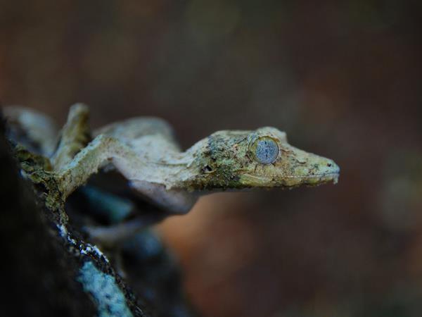 Madagascar 2 week wildlife vacation