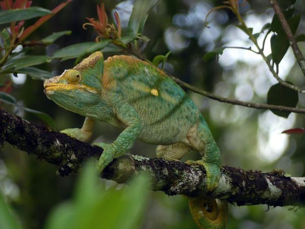 Madagascar 2 week wildlife vacation