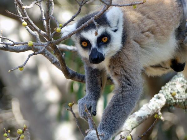 Madagascar 2 week wildlife vacation