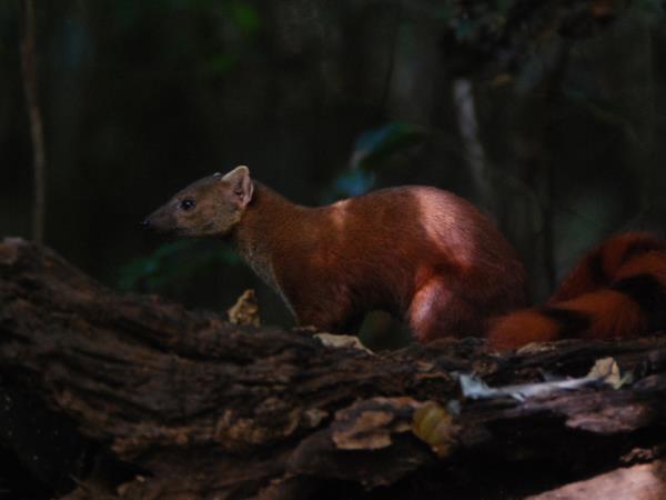 Madagascar 2 week wildlife vacation
