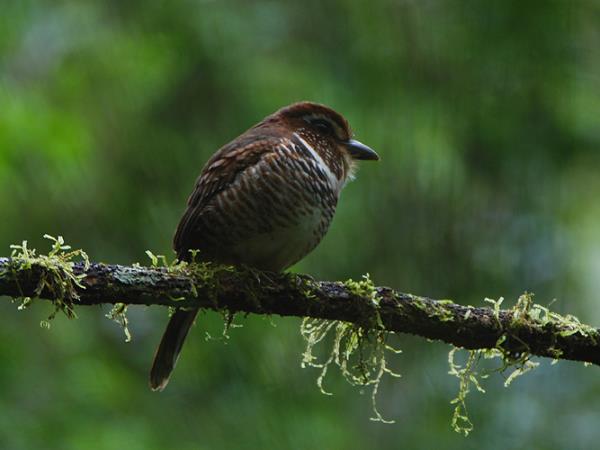 Madagascar 2 week wildlife vacation