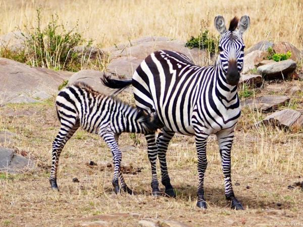 Masai Mara & Arabuko Forest safari in Kenya