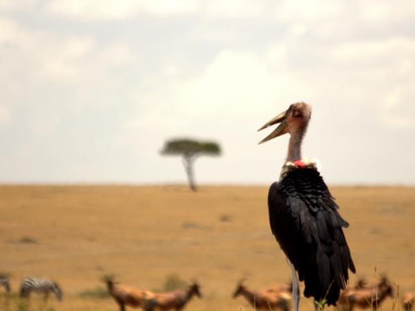 Masai Mara & Arabuko Forest safari in Kenya