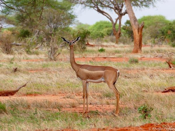 Tsavo safari in Kenya