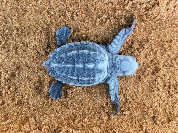 Kefalonia sea turtle vacation in Greece