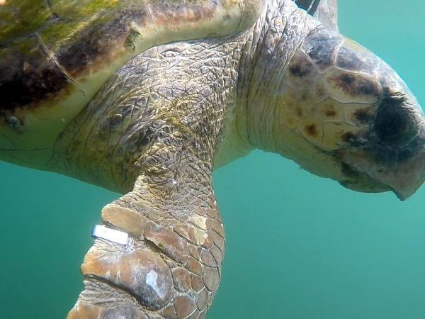 Kefalonia sea turtle vacation in Greece