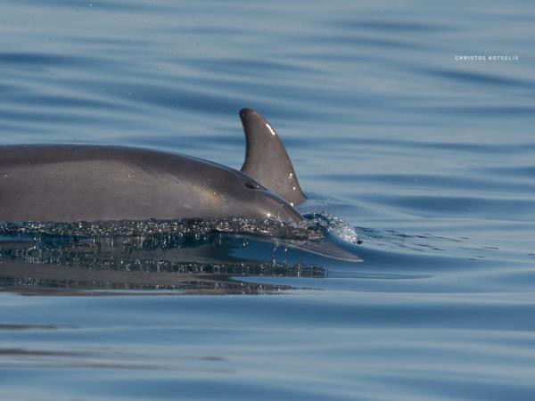 Dolphin conservation vacation in Greece