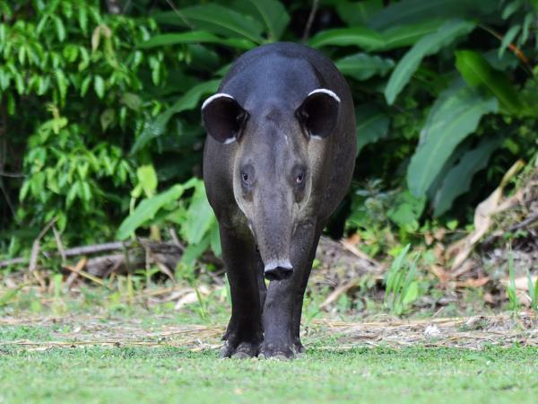 Costa Rica wildlife tour with zoologist guide