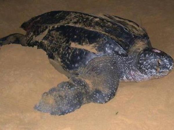 Costa Rica wildlife tour with zoologist guide