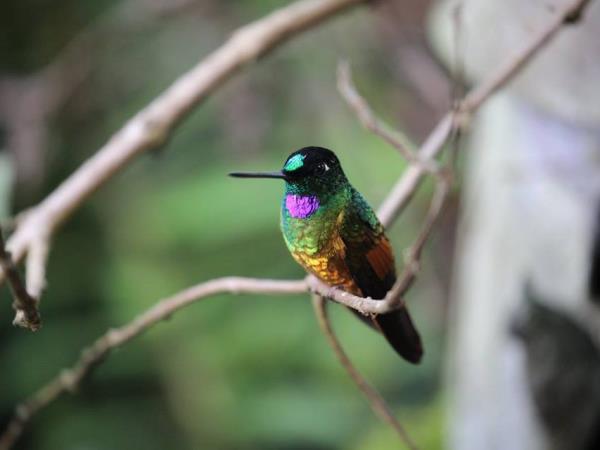 Costa Rica wildlife tour with zoologist guide