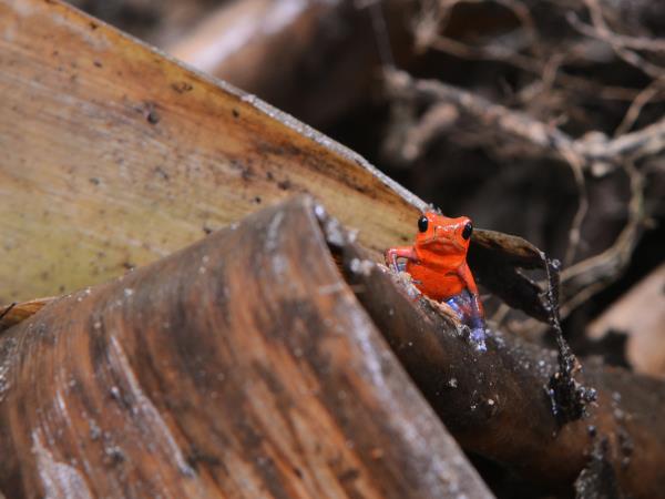 Costa Rica wildlife tour with zoologist guide