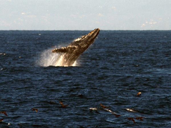 Costa Rica wildlife tour with zoologist guide