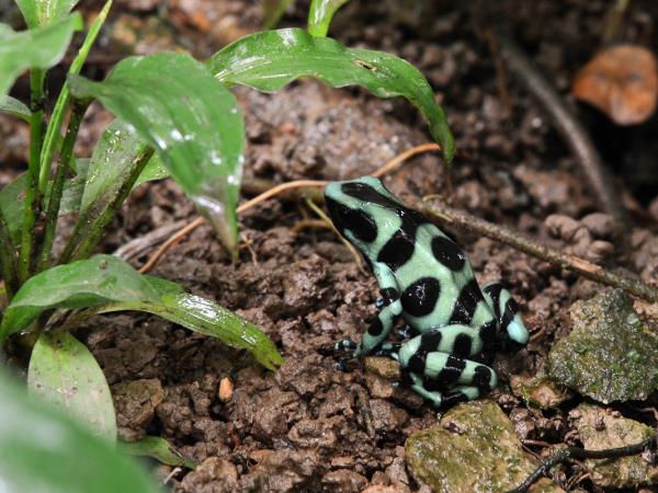 Costa Rica wildlife tour with zoologist guide