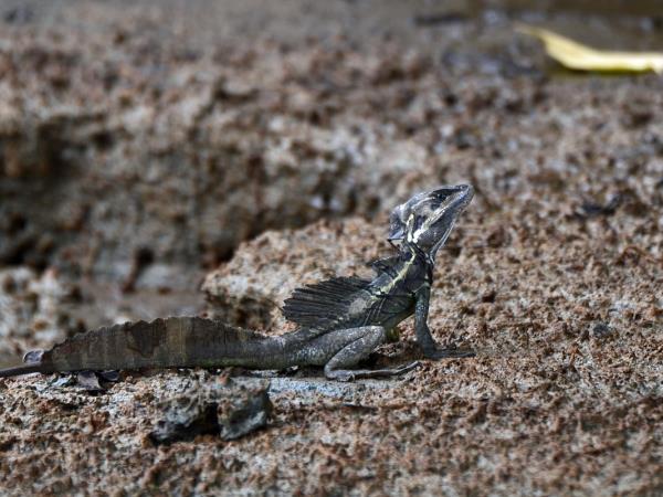 Costa Rica wildlife tour with zoologist guide