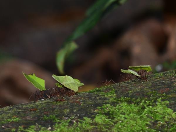 Costa Rica wildlife tour with zoologist guide