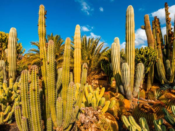 Gran Canaria self guided hiking vacation