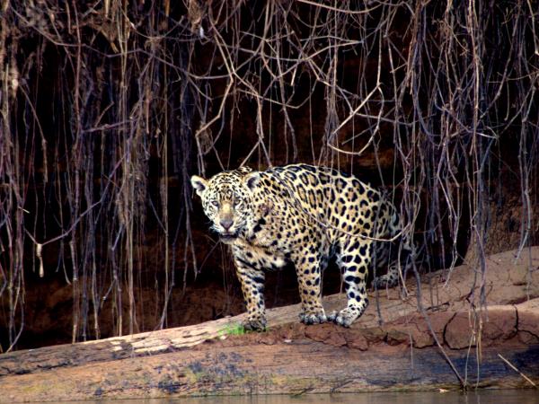 Jaguar safari vacation in Brazil's Pantanal