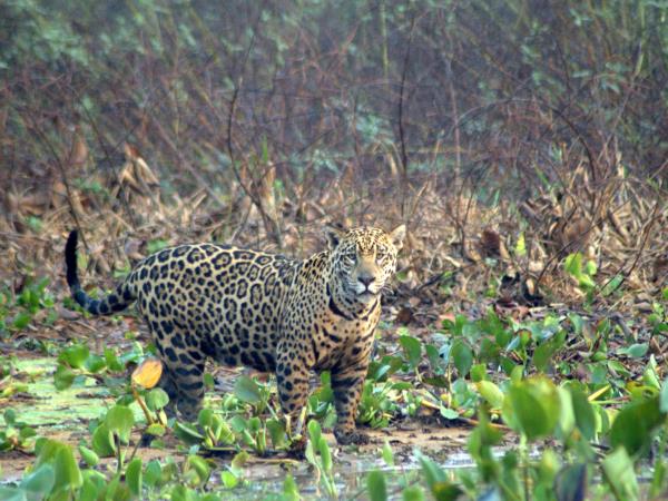 Jaguar safari vacation in Brazil's Pantanal