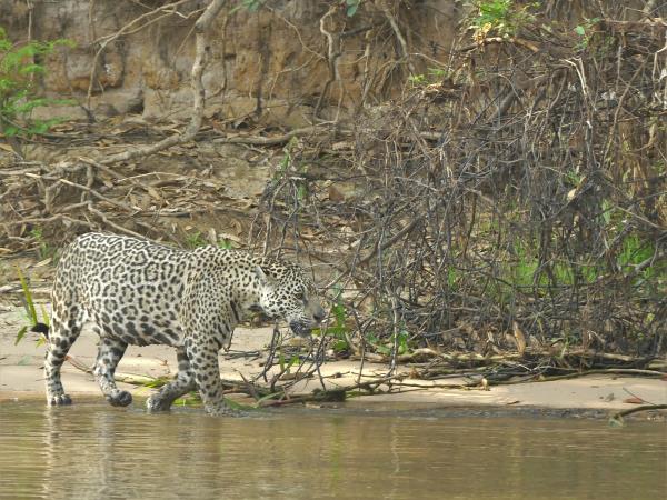 Jaguar safari vacation in Brazil's Pantanal