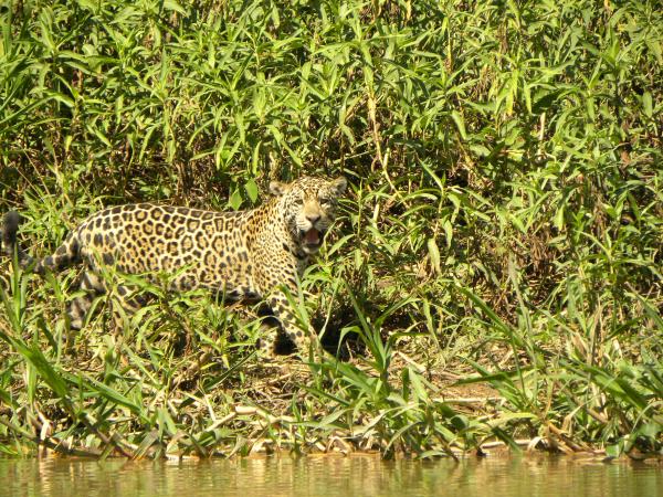 Jaguar safari vacation in Brazil's Pantanal