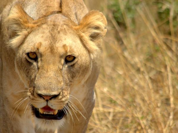 Kalahari wildlife safari in South Africa
