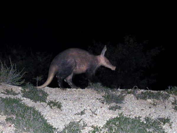 Kalahari wildlife safari in South Africa