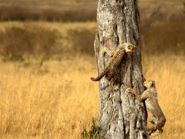 Kalahari wildlife safari in South Africa