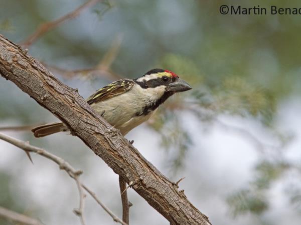 Kalahari wildlife safari in South Africa
