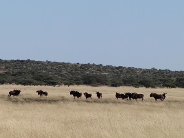 Kalahari wildlife safari in South Africa
