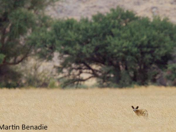Kalahari wildlife safari in South Africa
