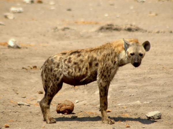 Kalahari wildlife safari in South Africa
