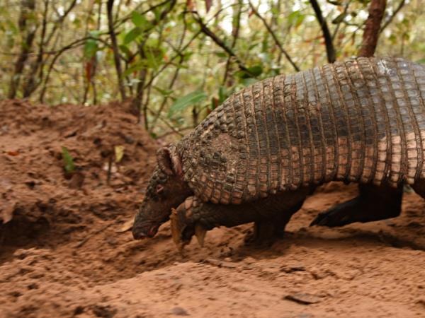 Pantanal rare wildlife vacation in Brazil