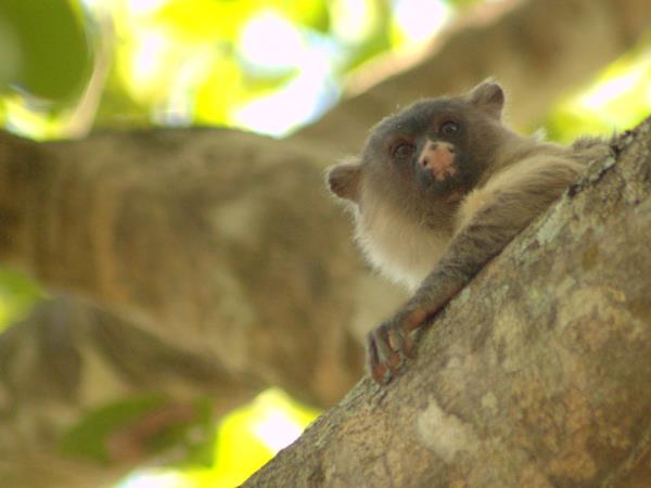 Pantanal rare wildlife vacation in Brazil
