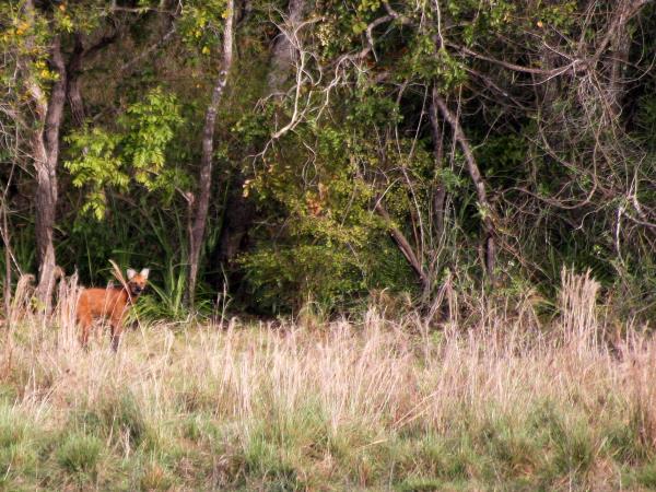 Pantanal rare wildlife vacation in Brazil