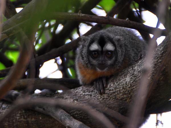 Pantanal rare wildlife vacation in Brazil