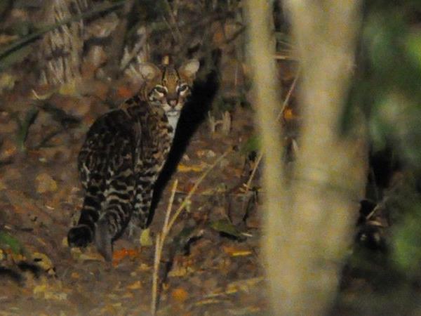Pantanal rare wildlife vacation in Brazil