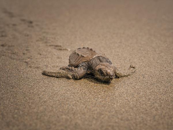 Turtle conservation in Costa Rica