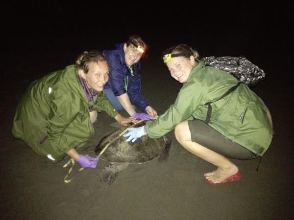 Turtle conservation in Costa Rica