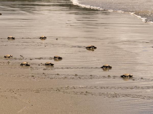 Turtle conservation in Costa Rica