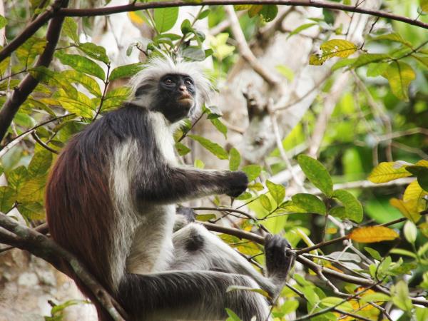 Zanzibar adventure vacation, 5 days