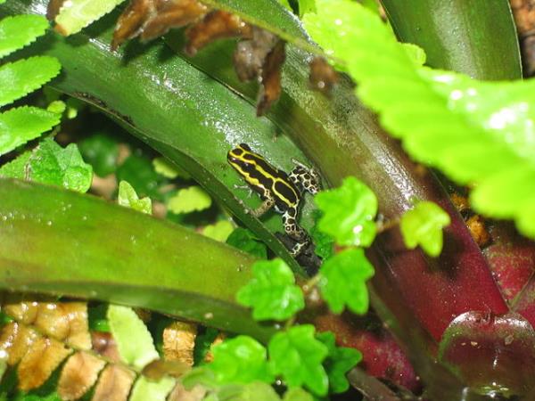 Ecuador herping photography tour