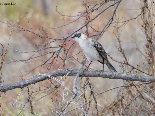 Dominican Republic wildlife tour