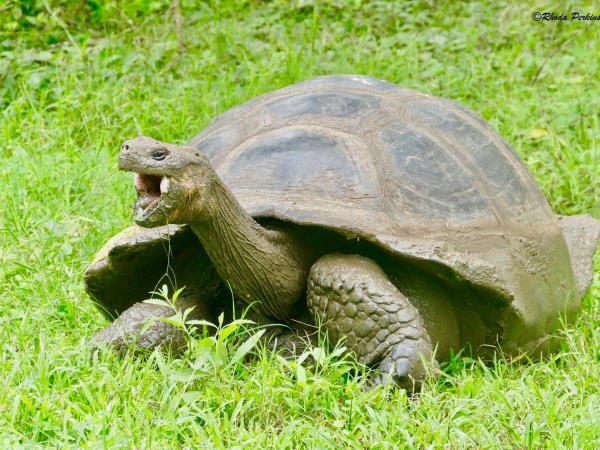 Ecuador & Galapagos herping photography tour