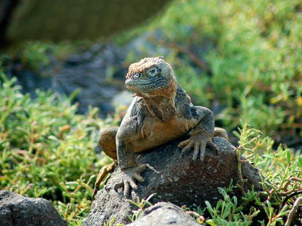 Ecuador & Galapagos herping photography tour