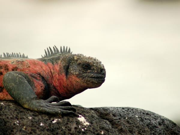 Ecuador & Galapagos herping photography tour