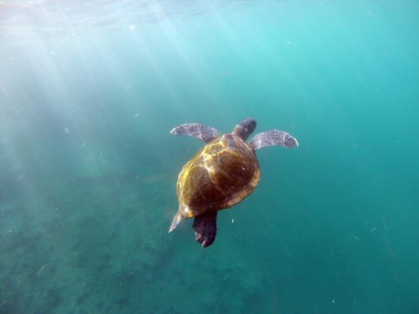 Ecuador & Galapagos herping photography tour